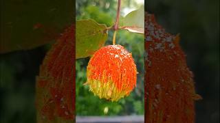 Spicy Guava Masala shorts food masala guava guavarecipe trending youtubeshorts
