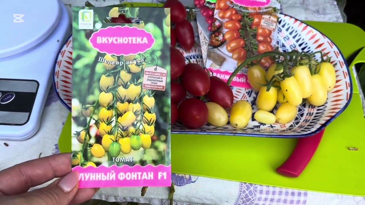 ТОМАТЫ ЧЕРИ «МАЛИНОВЫЙ ФОНТАН» И «ЛУННЫЙ ФОНТАН»