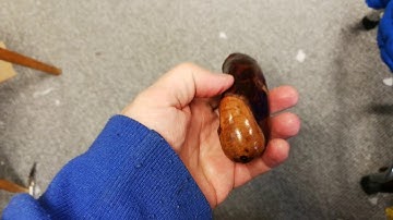 Blackthorn shillelagh walking stick with beautiful handle