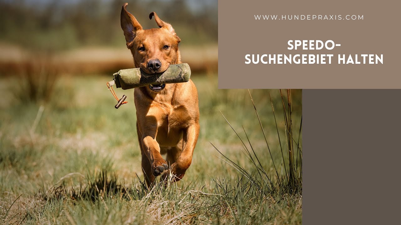 Suchengebiet halten mit Speedo