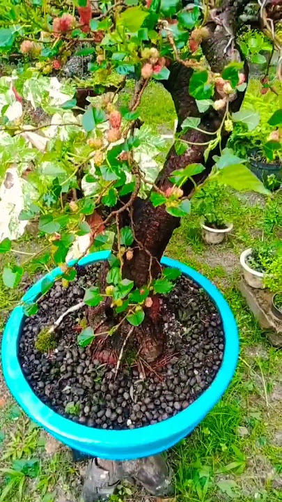 Tips Mengecilkan Daun Bonsai Murbei #murbei