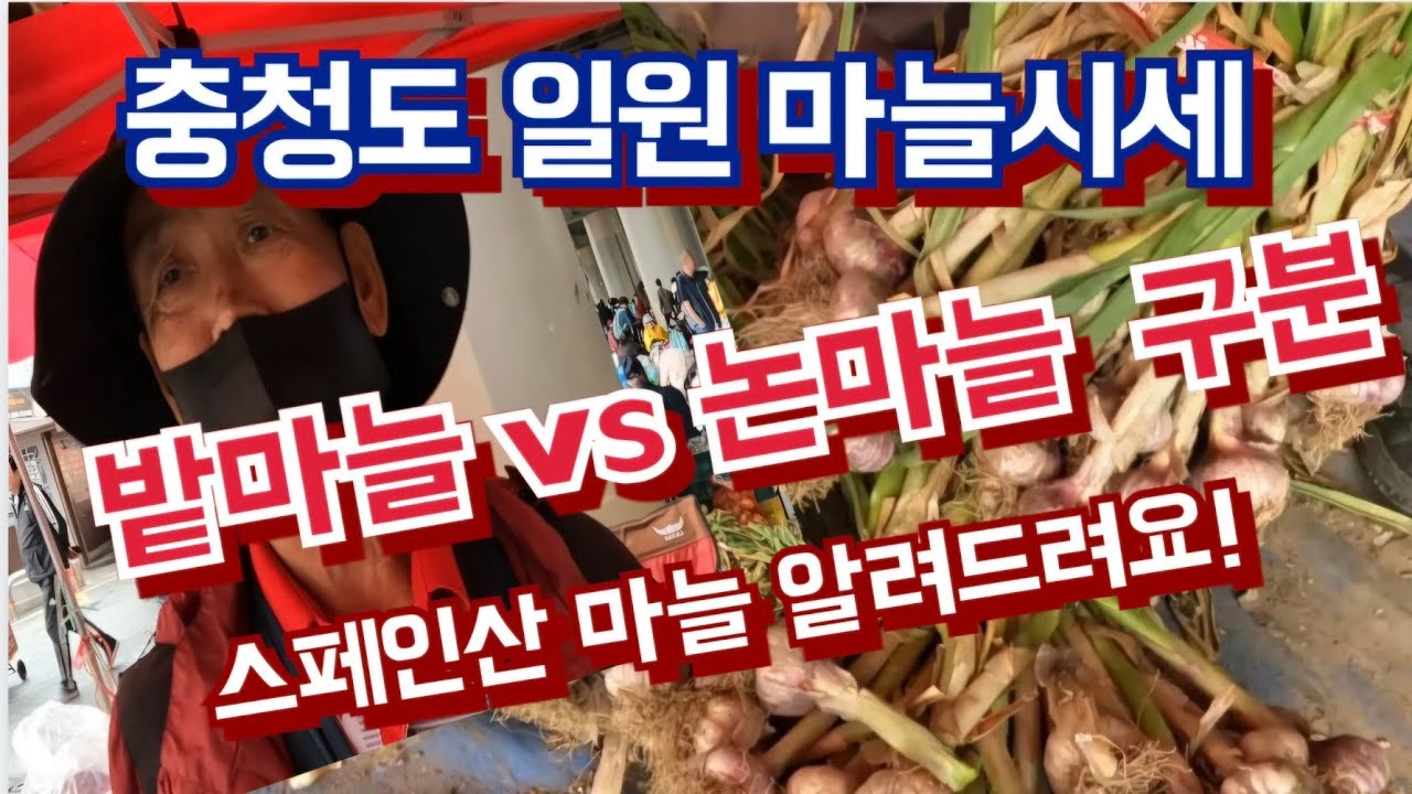 밭마늘과 논마늘 구분법/스페인산 마늘이 이거 였어? - YouTube