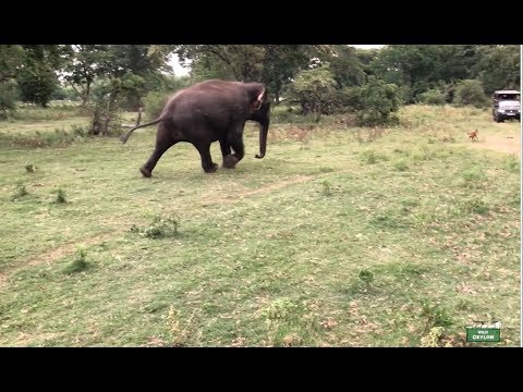 Video: Lääketieteellisten Opiskelijoiden Pilvivarastot Käyttävät Matalan Keskitulotason Maassa, Sri Lankassa: Poikkileikkaustutkimus