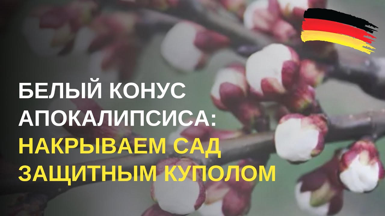 Дача в Германии.  «Белый конус» и «заячьи ушки» - у болезней и вредителей нашего сада шансов нет!