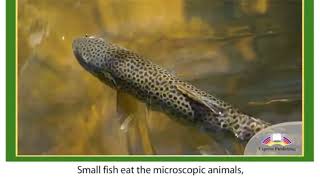 11 ACTION. Module 2 Video 1  Ecosystems
