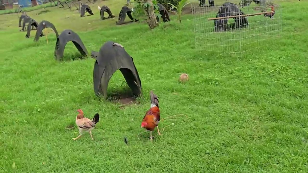 Hello good day im back