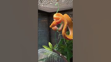 В СМЫСЛЕ? 😂💚 #планетаэкзотики #питон #рептилии #змеи