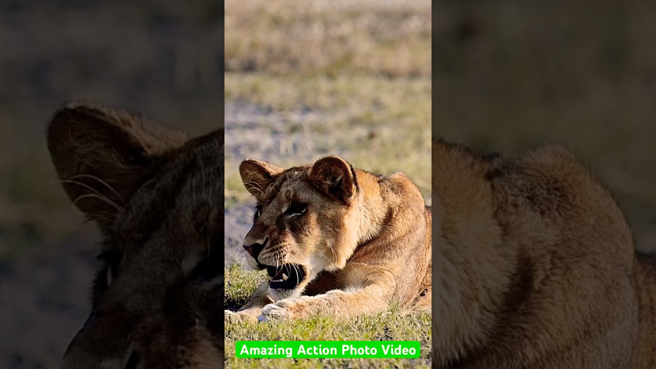 A lioness and flies #animallovers #animals #wildlife #africa # safari #lioness #ndutu #tanzania