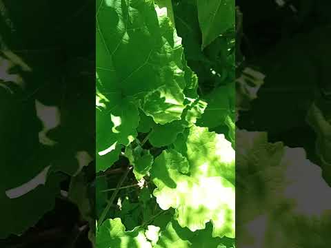 wild burdock plant ☘️