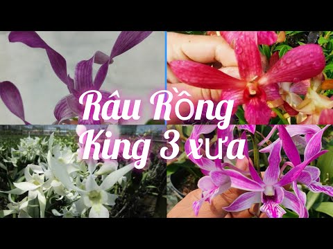 Video Râu Rồng,King 3 Xưa, Đêm Hội F16 Và Chậu... - youtube