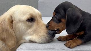 My Golden Retriever Was Attacked by a Rescue Puppy at Their First Meeting - His Reaction Shocked Me!