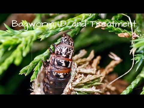 Bagworm I.D and treatment