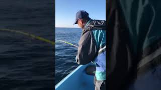 Roller Vs Pagrus Pagrus