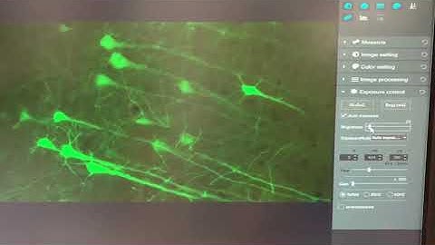 Neural synapse GFP protein image by Mshot MSX11 21MP camera