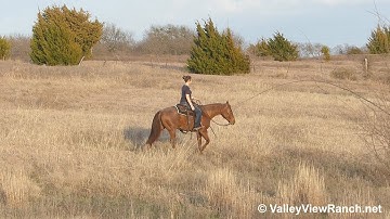 Titanium Topsy - trail riding up and down hills! - ValleyViewRanch.net