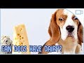 Can dogs eat dairy