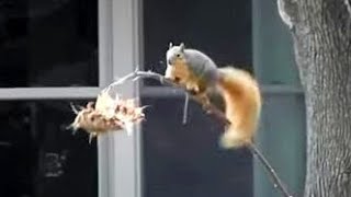 Rodney The Squirrel Harvesting Sunflower Seeds