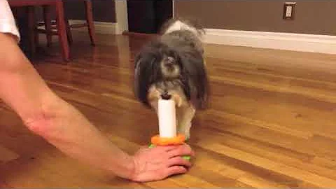 Dog placing rings  Hutch
