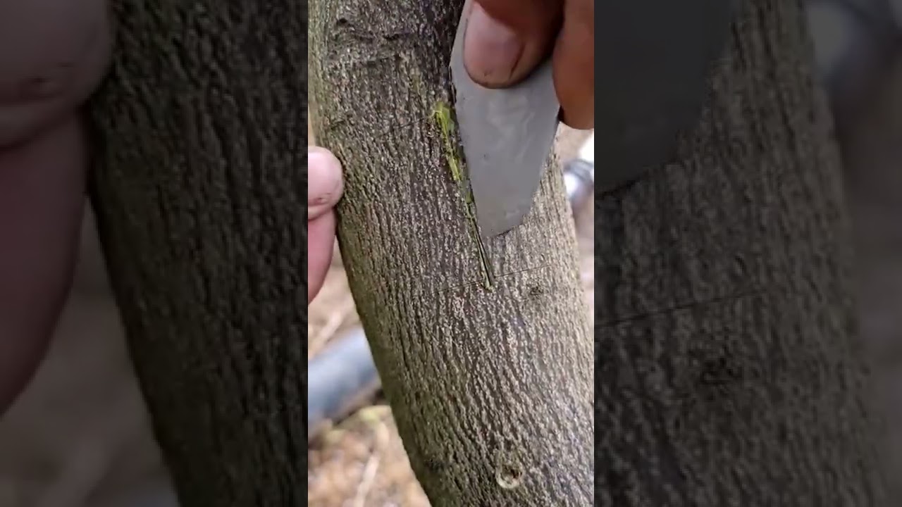 Ecco come viene fatto un‘Innesto. 🌱 Seguimi per altri video e curiosità! roninstagra 