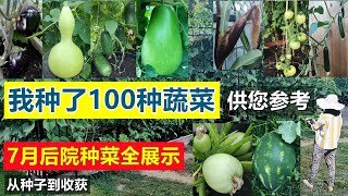 7月8月种菜大丰收(2021年) 100多种蔬菜供您参考 Garden tour in July 2021