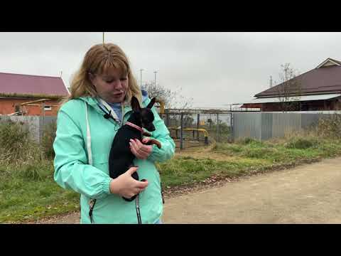 Заречный - край бродячих собак. Нападение собак на почтальона Белореченский район.