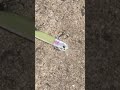 【釣り・あるある】グロー系浜王です・・・ミスってアップロードされてしまってましたっ💦全貌をただ・・・見守ってくださいっ💦#shorts