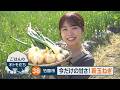 【ごはんのオトモだち】㊳新玉ねぎのすき焼き風(竹原市)|ピタニュー