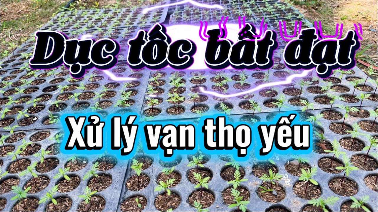 Vạn thọ 2026 kém phát triển, cách xử lý.