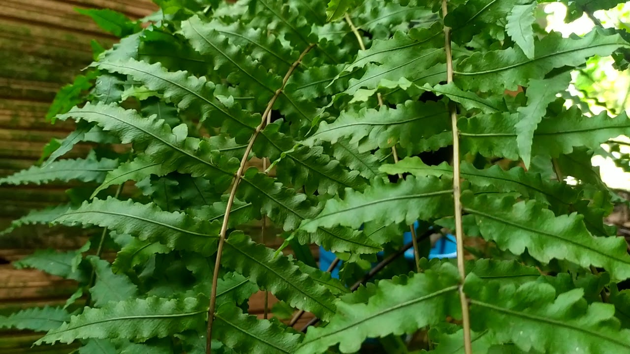 Duas formas de fazer mudas da samambaia chorona!....