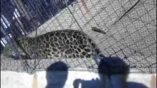 Amur Leopard Pacing And Snarling At The St Louis Zoo