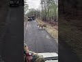This Is Tadoba | Chandrapur | Mohurli Gate | Best Place For wildlife | 🐅 | #viral #shorts #ytshorts