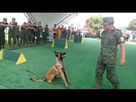 Video: Perros De Trabajo Militares: Comprensión Del Trastorno De Estrés Postraumático Canino