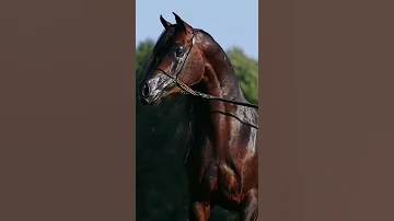 دبكات مجوز ستوريات خيول سبحان الله الخالق 