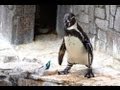 江戸川区自然動物園 ペンギンの動体視力 の動画、YouTube動画。