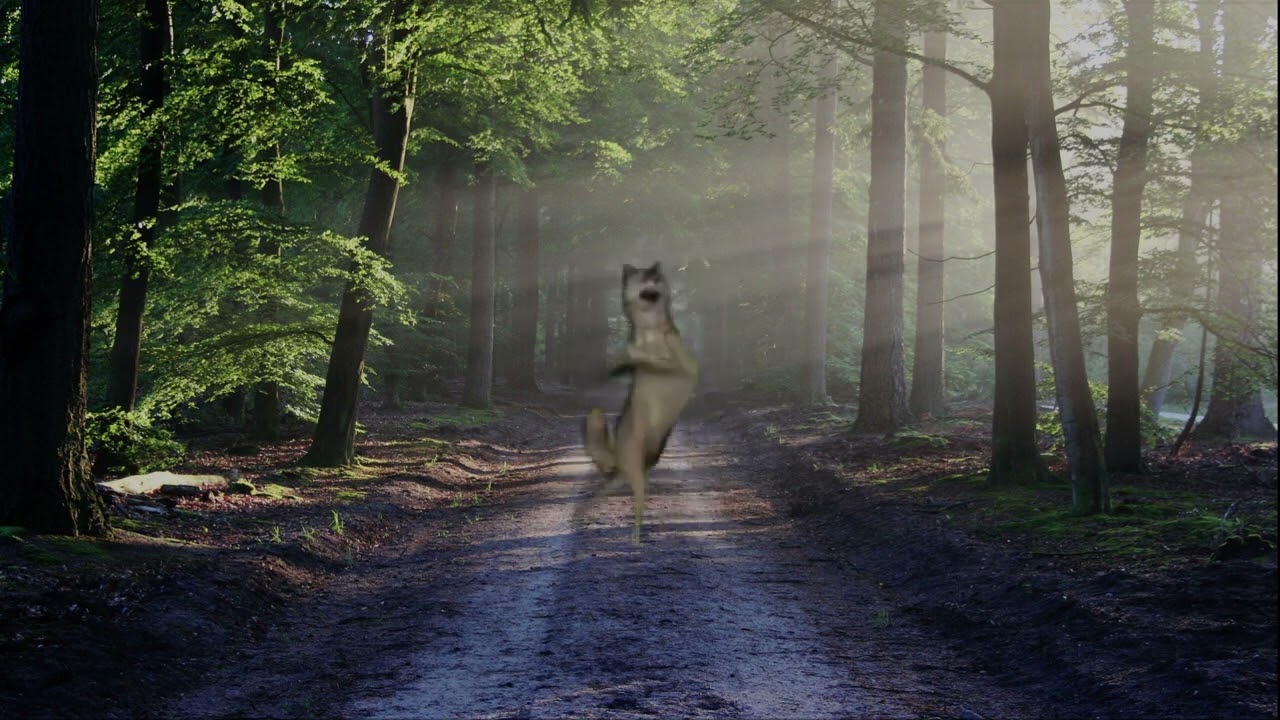 Komm Tanzen? - Ich Will Nicht --- TikTok Trend --- Dancing Wolf Edition --- 10 Hour Version