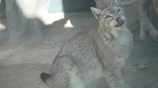 Adorable Lynx Xini in a Calm Moment screenshot 3
