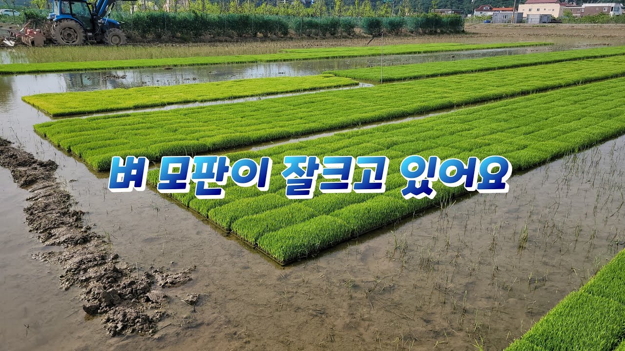 4월21일~ 모내기 준비, 파종한 모판(못자리) 가 잘크고 있어요~ #모판 #못자리 #벼농사 #논농사 #모내기준비 - YouTube