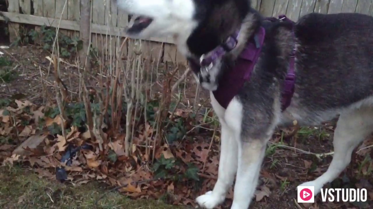 Husky v.s. Plant Husky puppy attempts to eat branches and roots... YouTube