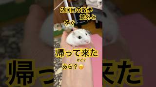 夜のゆきちゃん❄️【朝の出来事② つづき】 #ハムスター #豆太郎 #hamster #かわいい #癒し #可愛い #可愛い #shortvideo #ペット #おやつ #pets #ショート