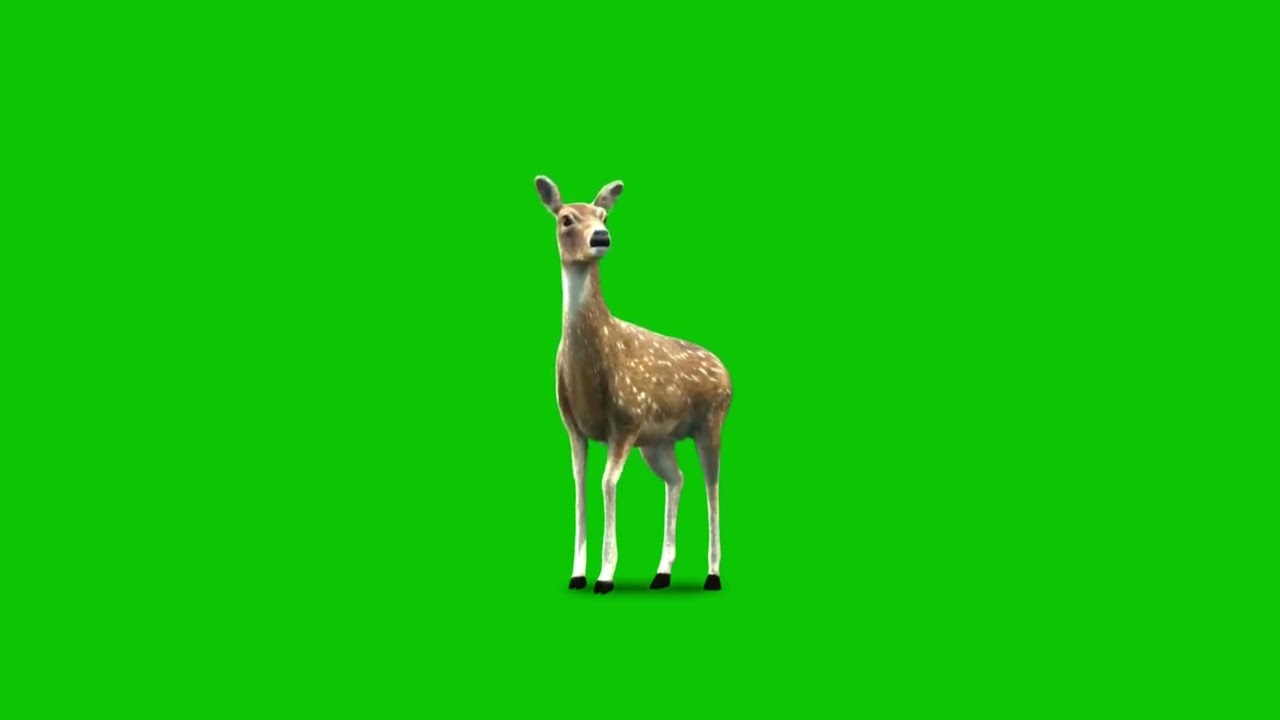 GREEN SCREEN DEER ANIMATED HD  | FREE TO USE GRAPHICS ANIMATIONS
