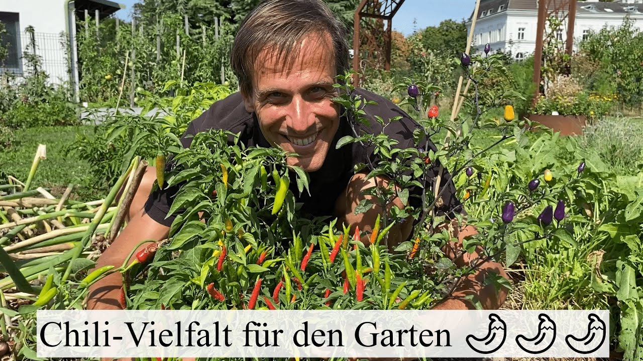 ChiliWahnsinn im Garten🤯 Sortenempfehlungen von angenehm scharf bis