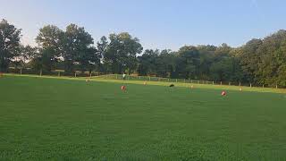 Disc dog league Frisbee dog ##rescuedogs #discdog ##rescuedogs #homesteading