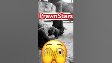 Gorilla Prawn Secrets They Don