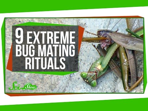 Do Insects Have A Mating Season