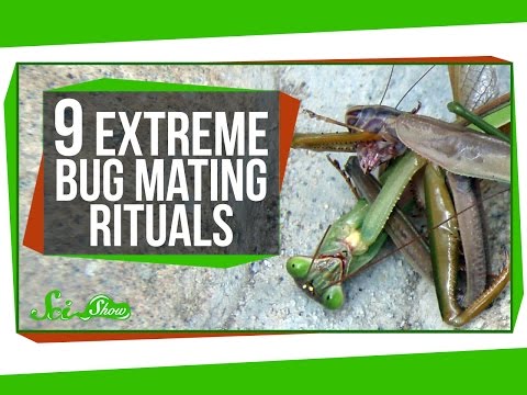 9 Extreme Bug Mating Rituals