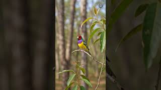 This Bird Looks Like a Rainbow Gem!💎😍🐦 @WorldMysteryWonders
