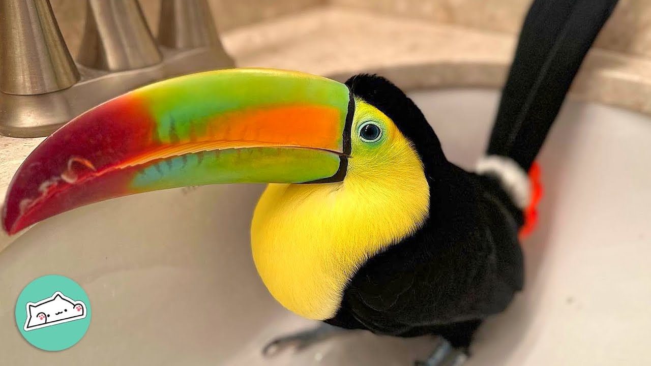 Rescue Toucan Grows Into Curious And Quirky Bird Cuddle Birds YouTube