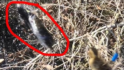 bầy khói lửa ở sông khủng lên cặp cá lóc đúng phê, nhấp vịt câu cá lóc bằng vịt con