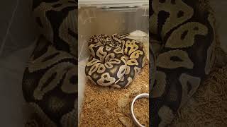 Orange Dream Pastel Chocolate Male 🐍🔥 | Main Breeder Update This Season