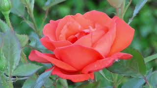 Flower That Start With Letter "E"